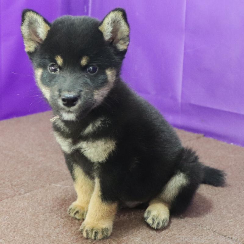 販売中の愛知県の柴犬-407006の2枚目
